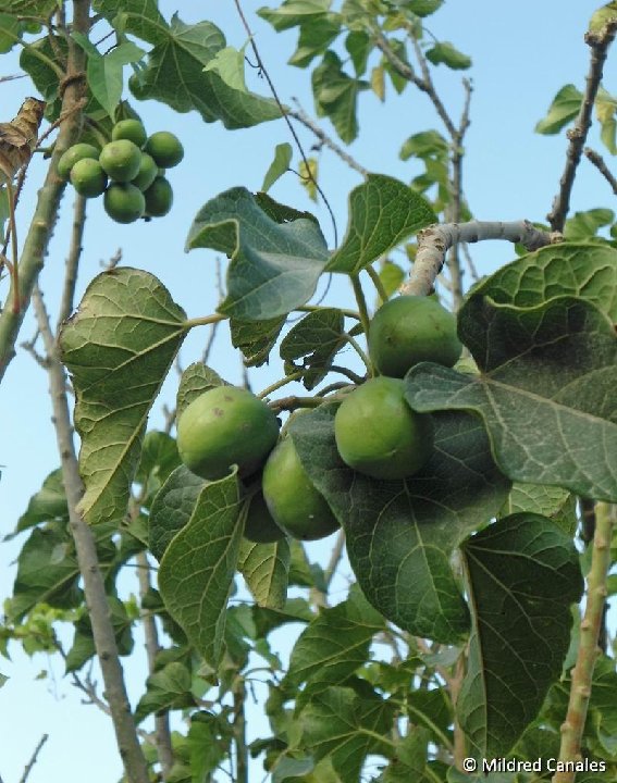 Jatropha curcas Los Molinos Ica, Peru ®MCA DSC02189